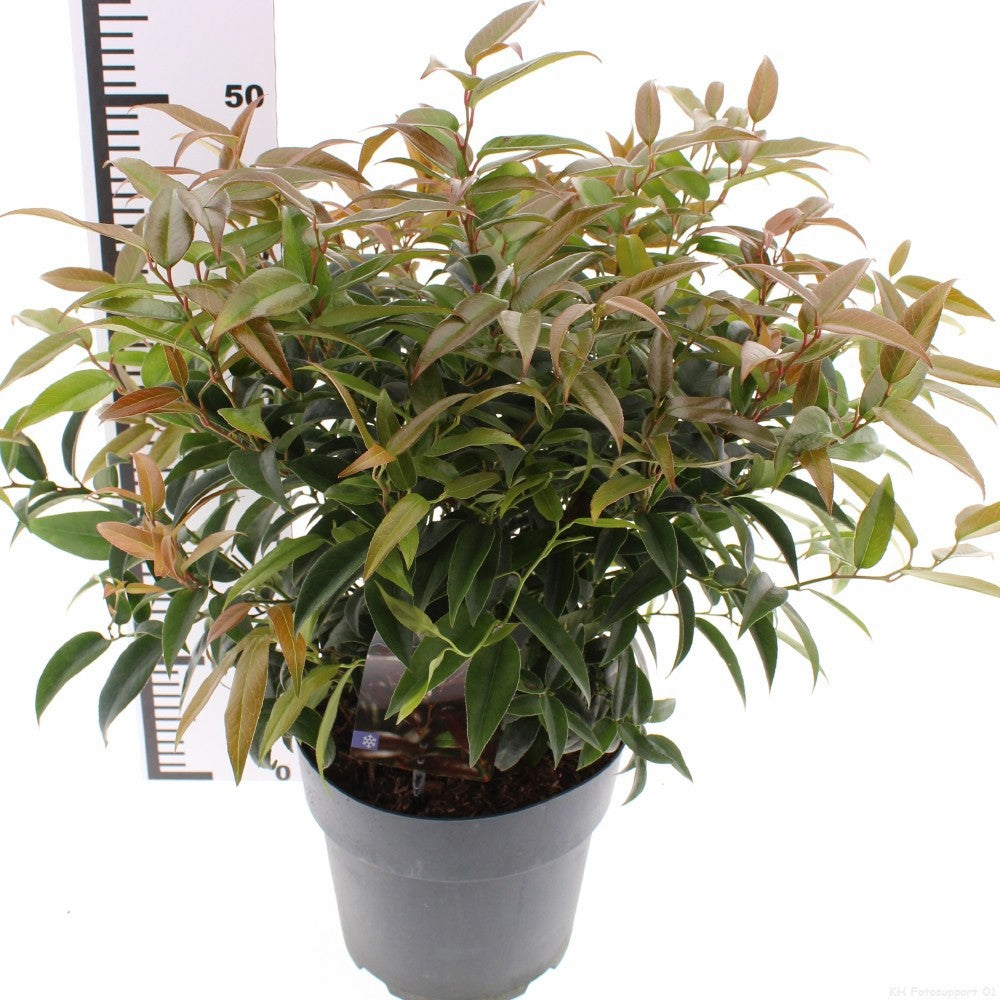 Leucothoe Carinella 25cm 23cm Pot