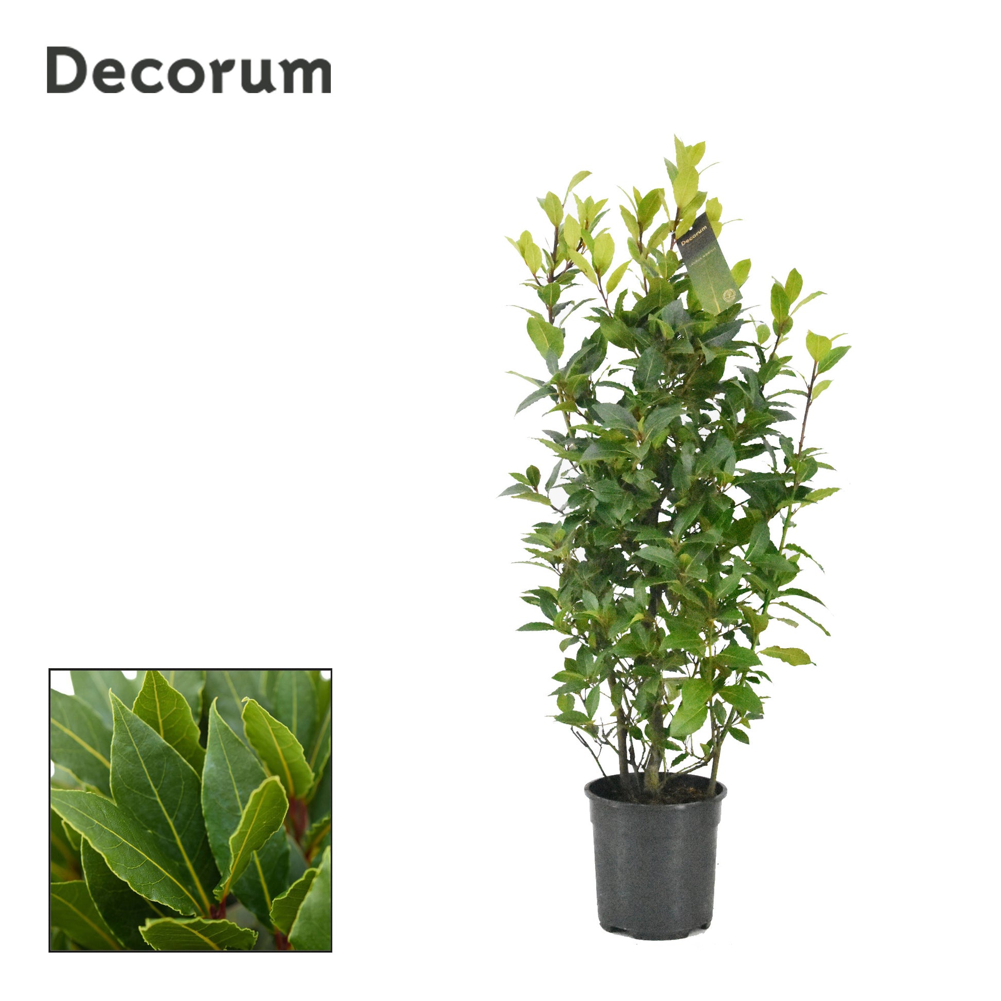 Laurus nobilis 100cm 25cm Pot
