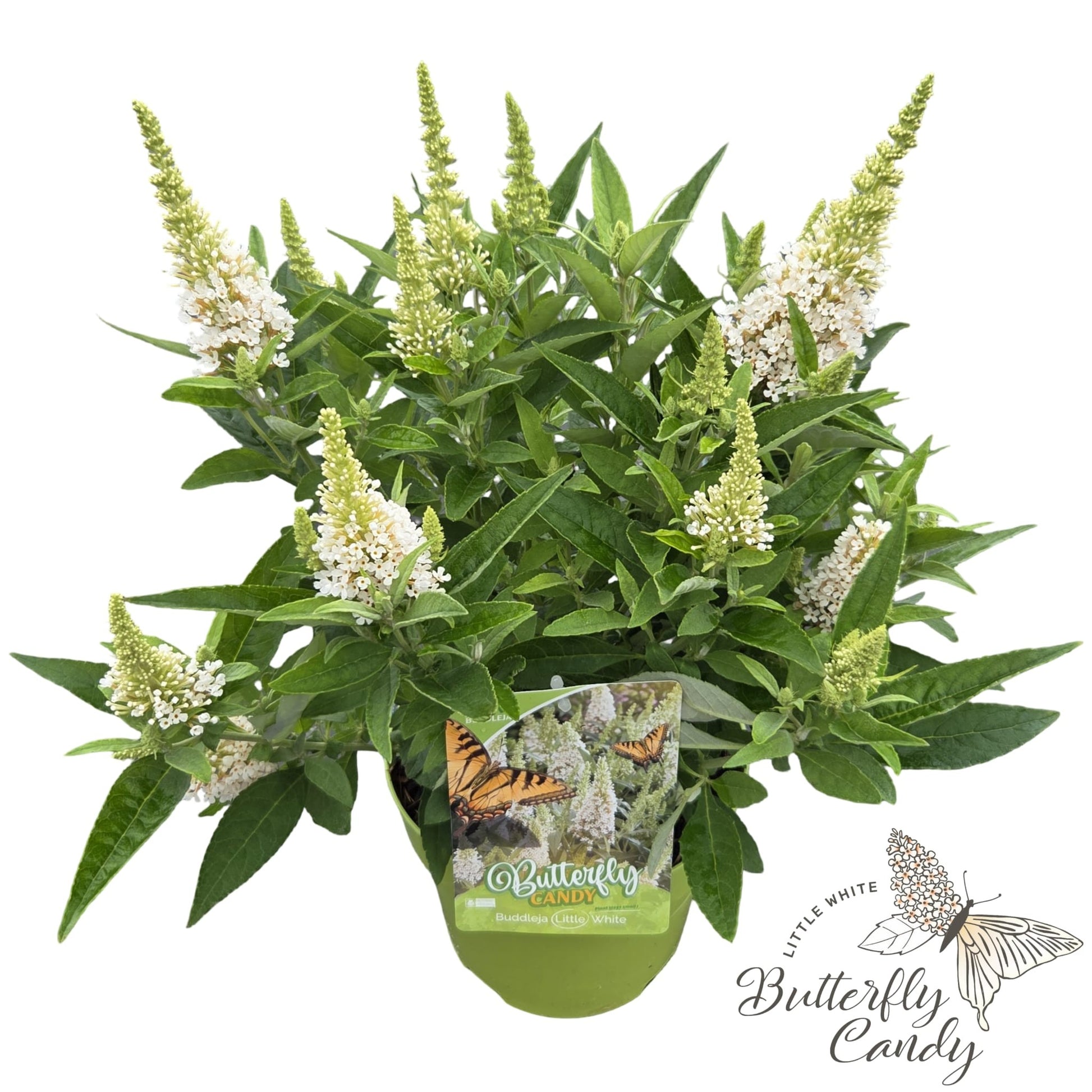 Buddleja Butterfly Candy Little White 50cm 19cm Pot