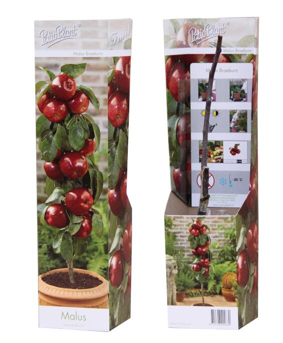 Malus domestica (Apple) Double U 35cm 9cm Pot