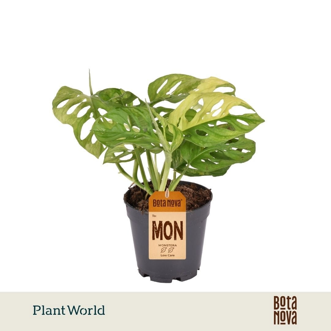 Plantworld Jogrow Monstera adansonii Aurea Pack of 2