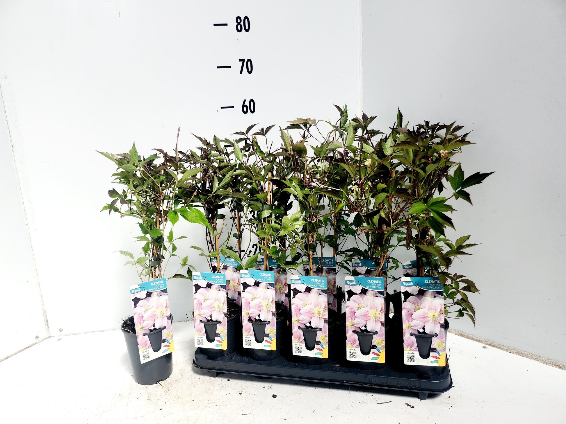 Clematis montana Pink Perfection 50cm 12cm Pot
