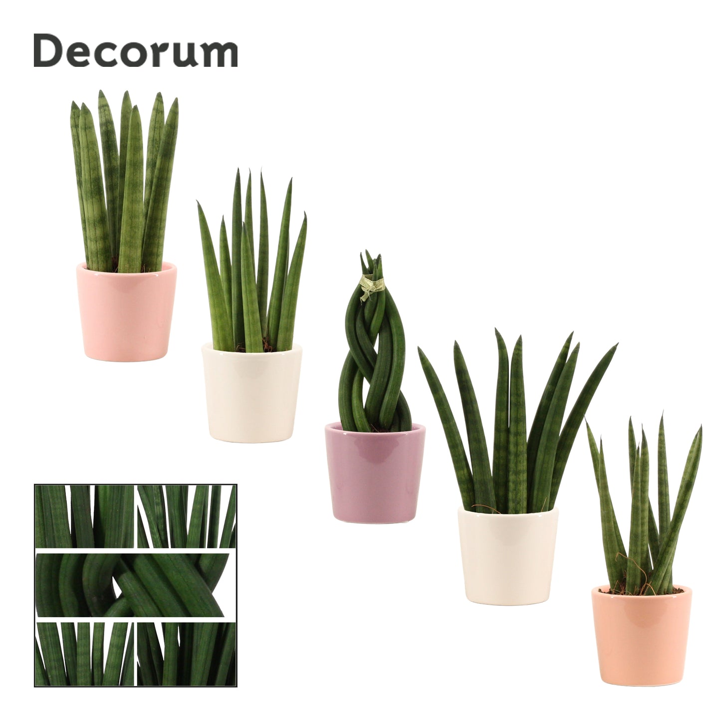 Sansevieria cylindrica 16cm 6cm Pot