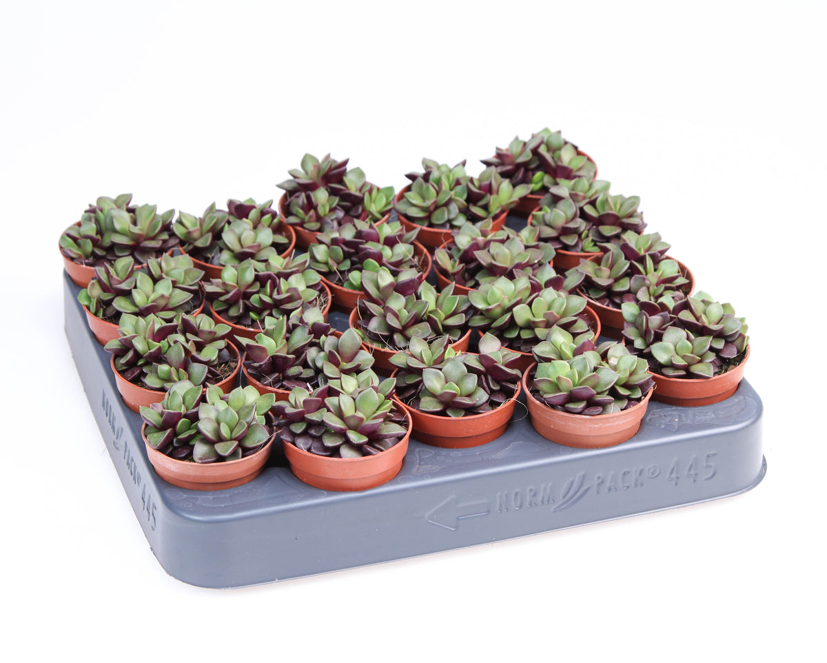 Echeveria Hybrid 8cm 5.5cm Pot
