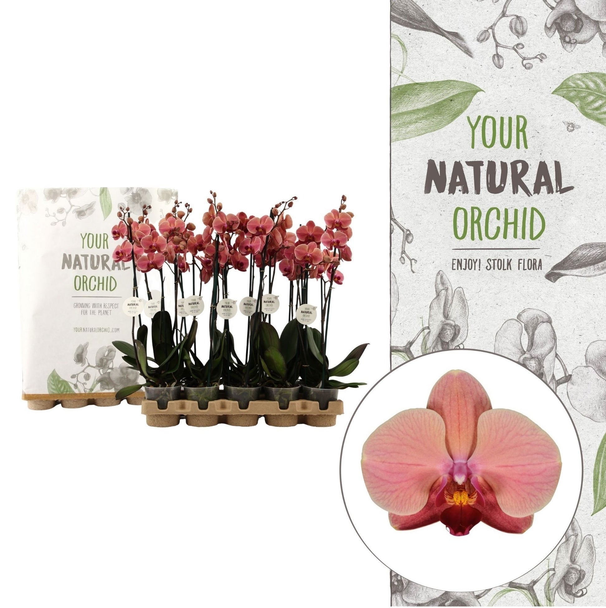 Phalaenopsis orange 60cm 12cm Pot