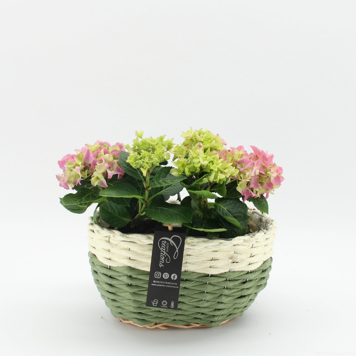 Hydrangea arrangement 35cm 27cm Pot