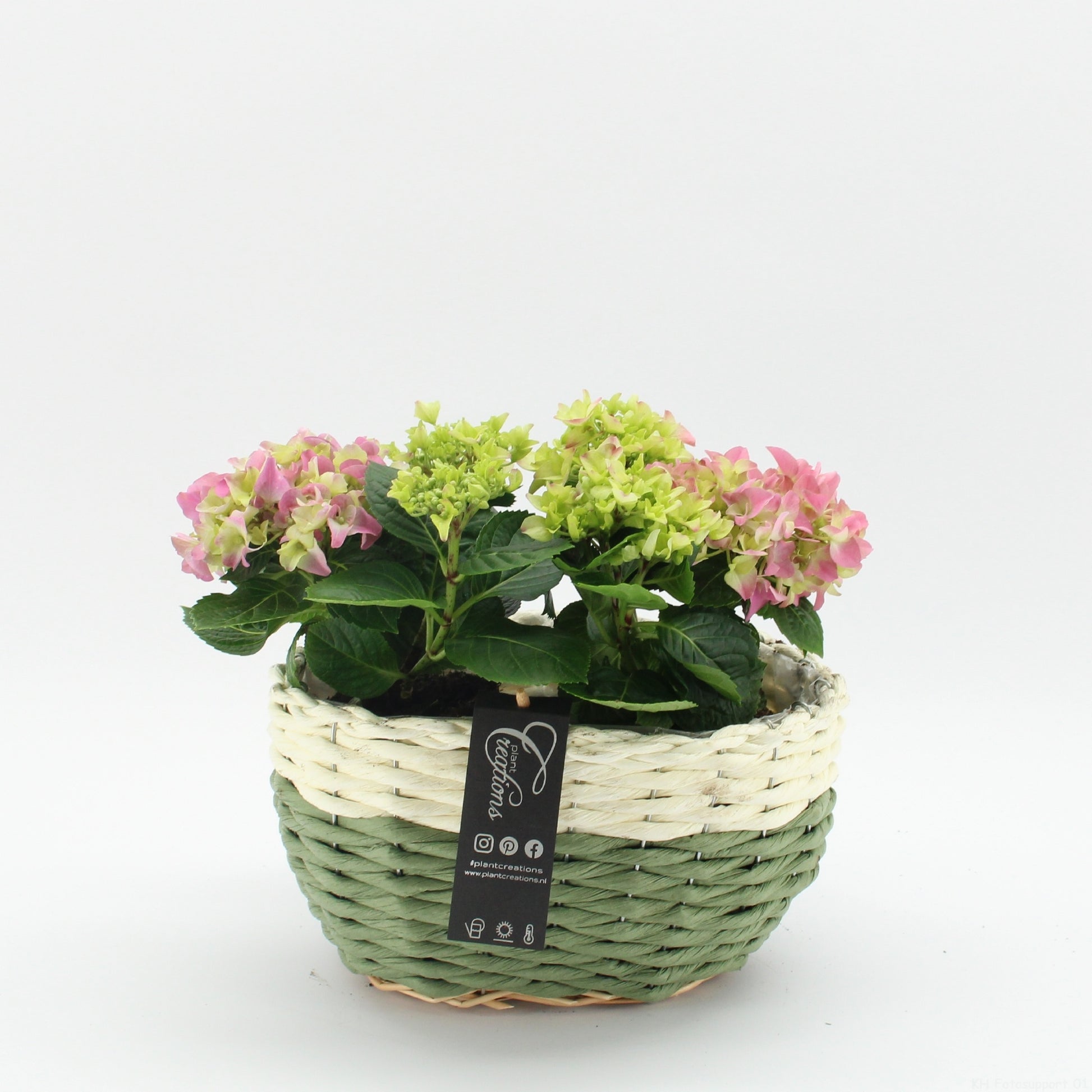 Hydrangea arrangement 35cm 27cm Pot