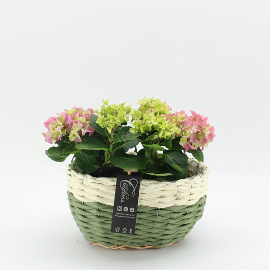Hydrangea arrangement 35cm 27cm Pot