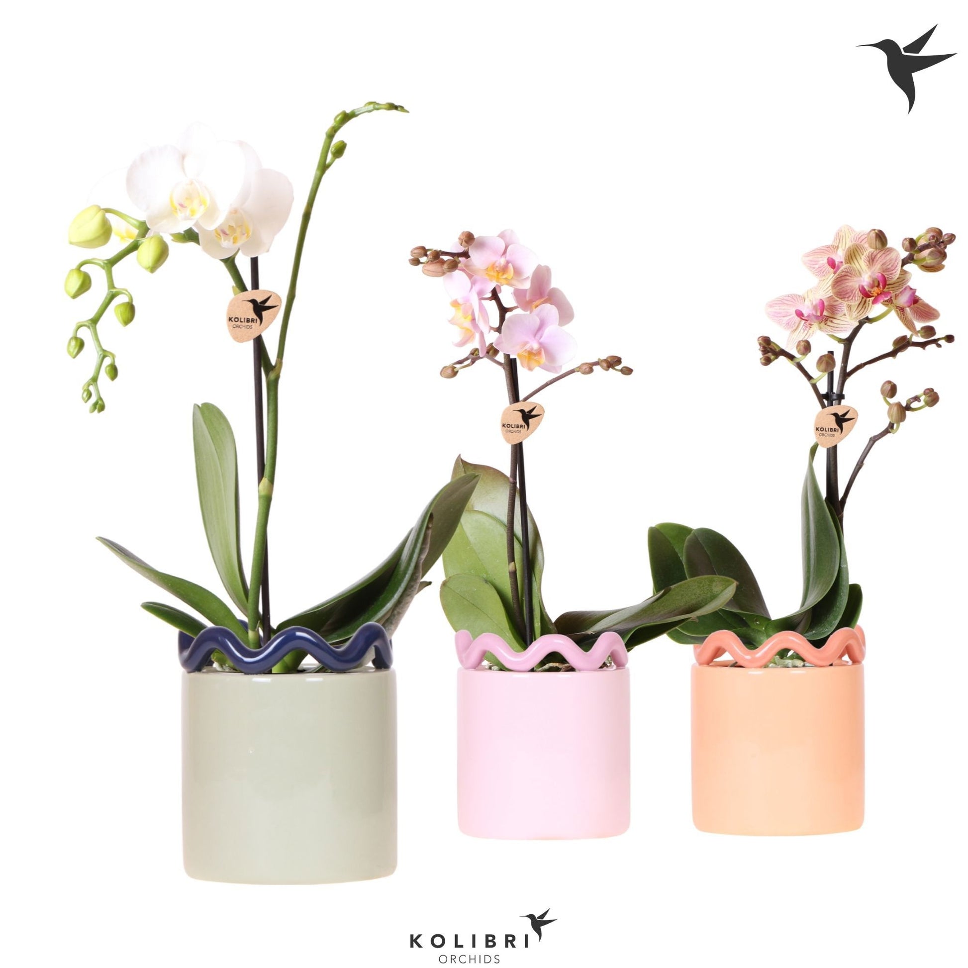 OK Plant Kolibri Orchids Phalaenopsis mix 1 spike in Funky pot mix Pack of 6