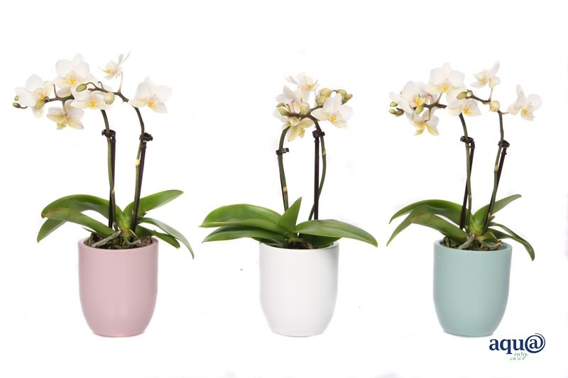 Phalaenopsis hybrid 17cm 6cm Pot