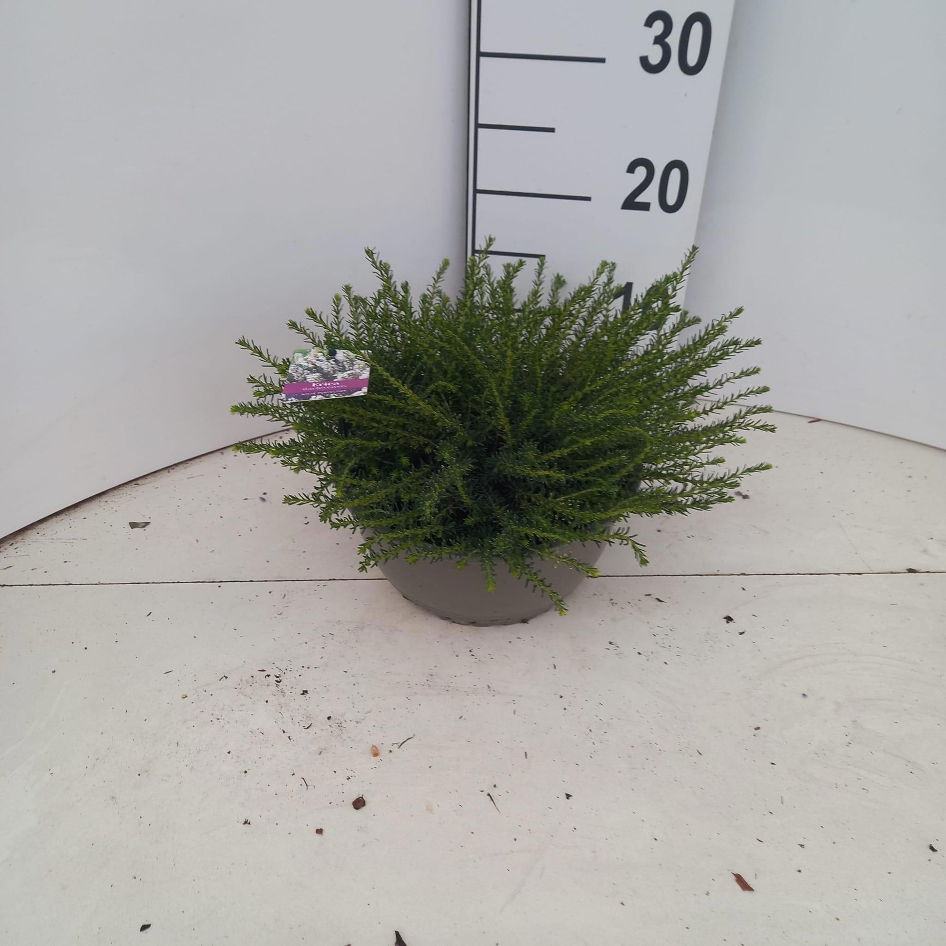 Erica White Perfection 15cm 23cm Pot