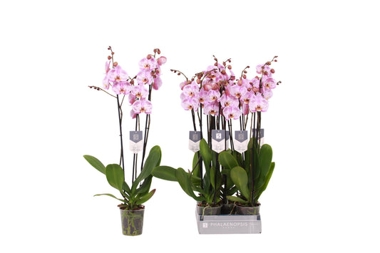 Vijverberg BV, kw. Piet Phalaenopsis Spotted World Pack of 10