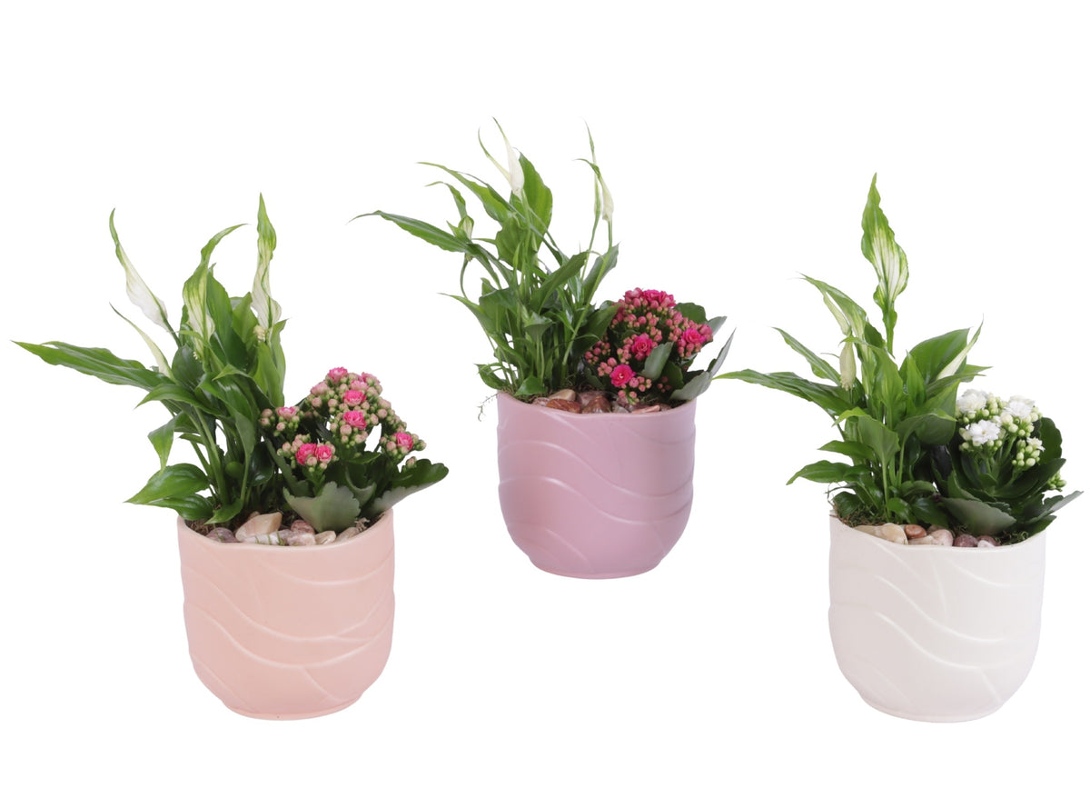 Indoor arrangement 30cm 14cm Pot