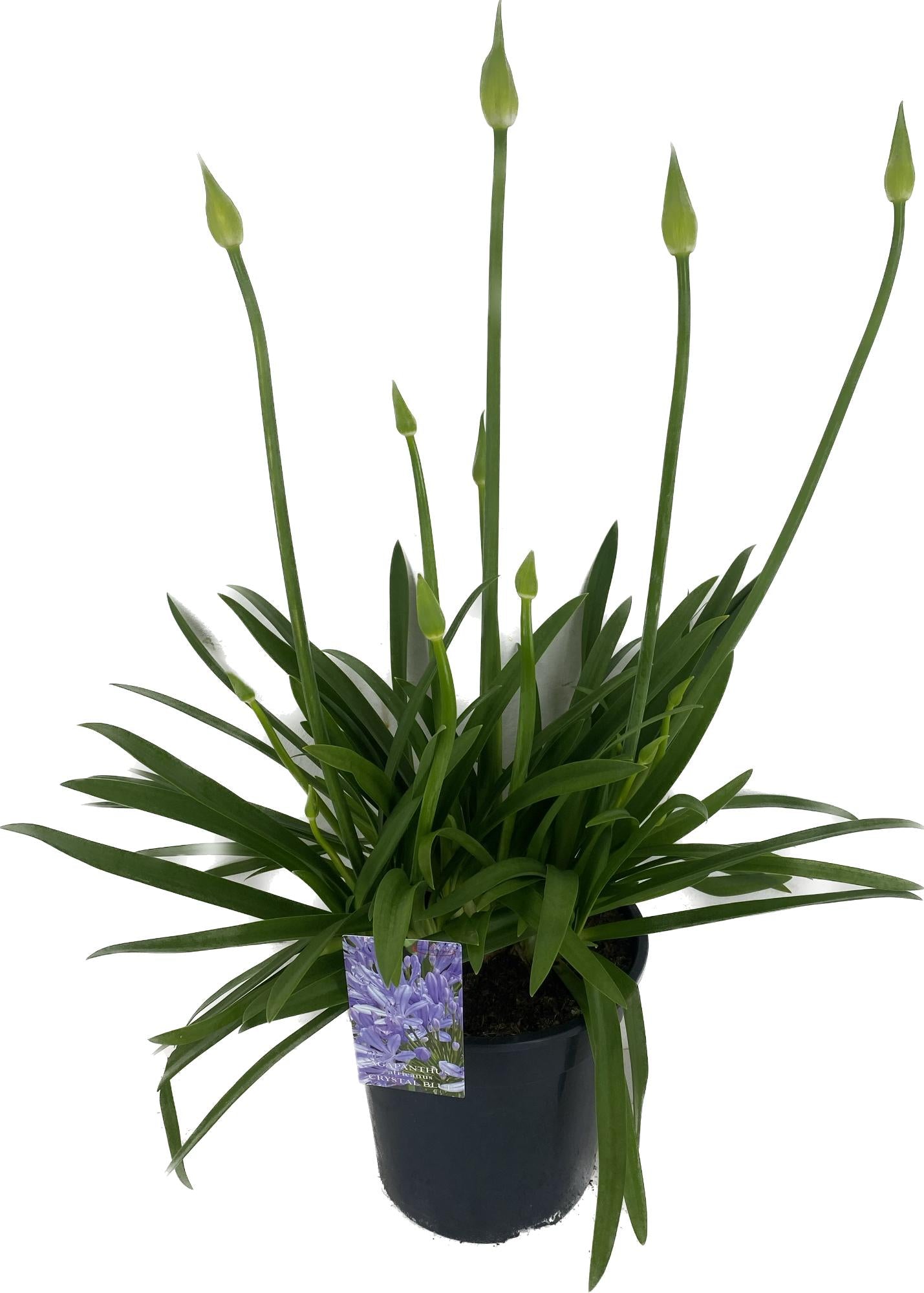 Agapanthus afr. Crystal Blue 75cm 22cm Pot