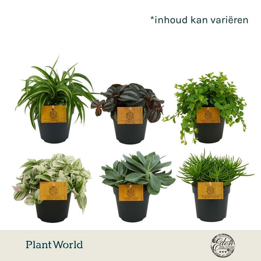 Foliage houseplants mix 20cm 12cm Pot