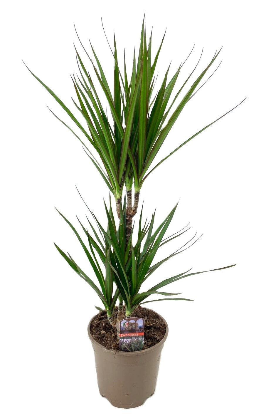 Dracaena marginata 30-10 75cm 17cm Pot
