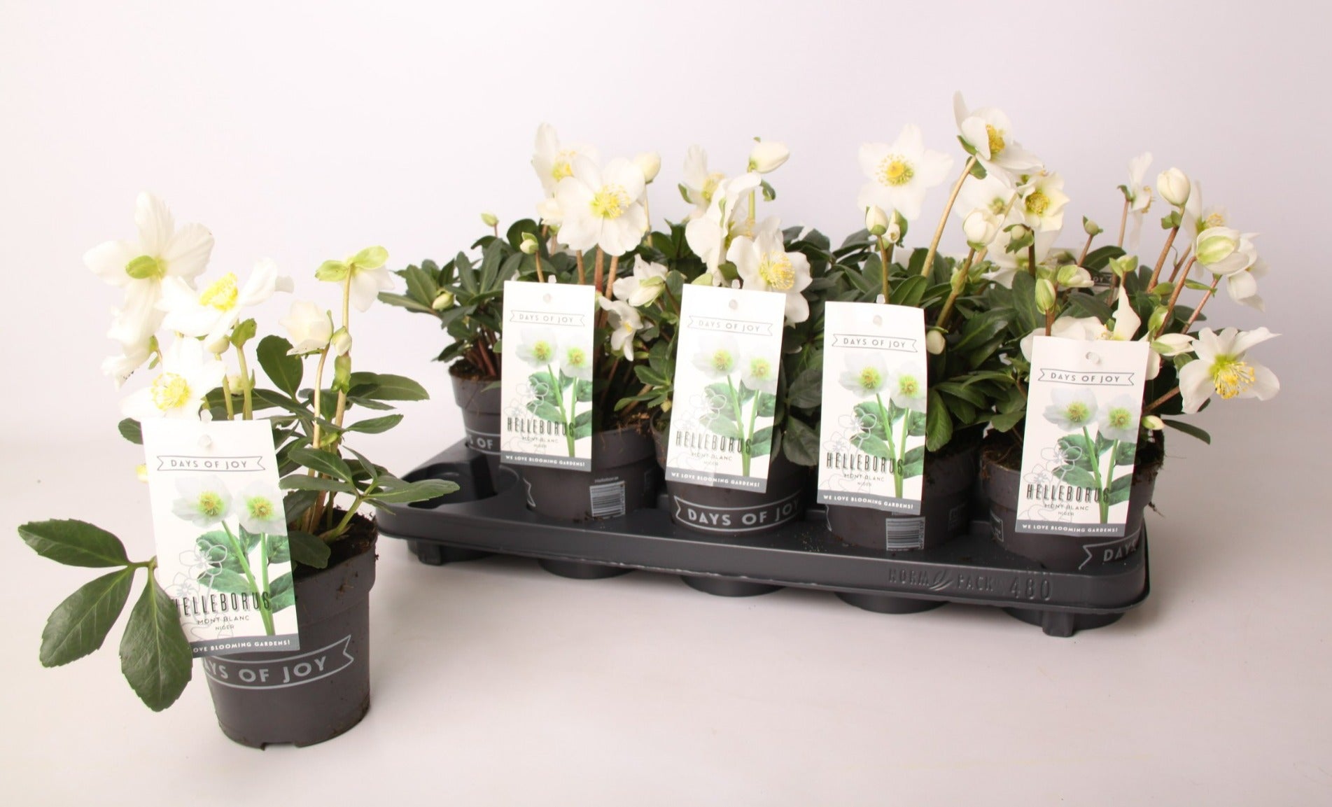 Helleborus nig. Mon Blanc 24cm 13cm Pot