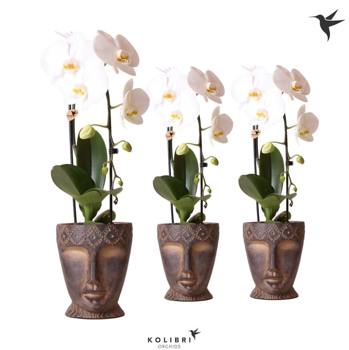 Phalaenopsis Elegant cascade 50cm 12cm Pot