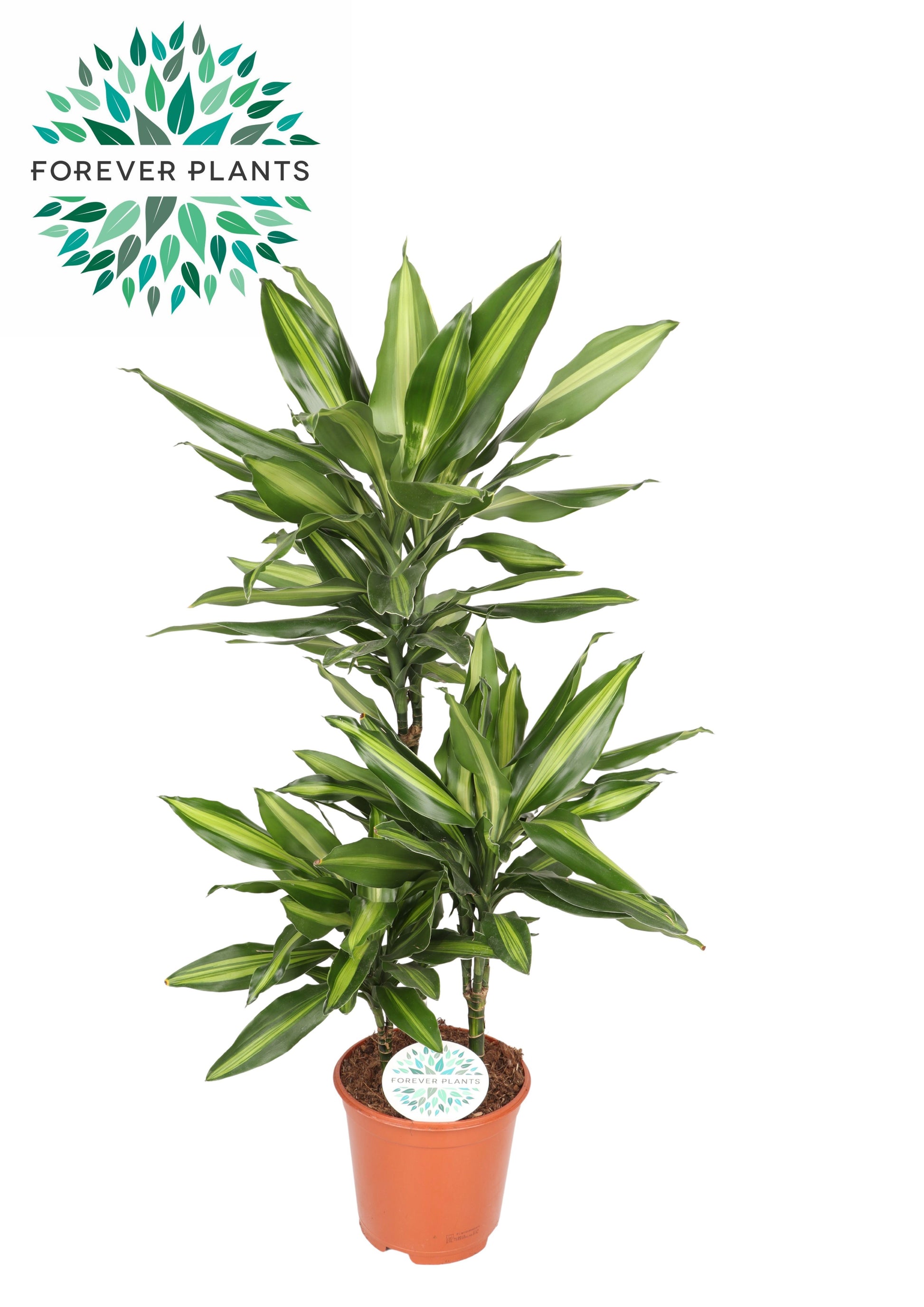 Dracaena frag. Deremensis 90cm 21cm Pot