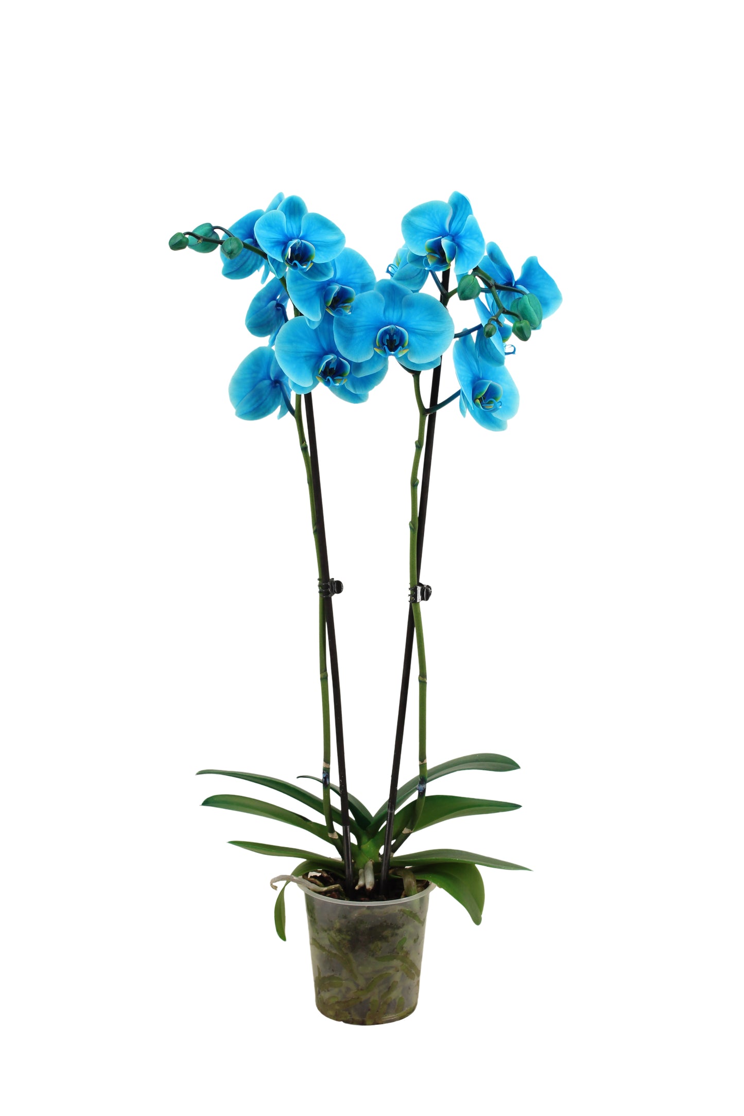 Phalaenopsis Royal ocean blue 75cm 12cm Pot