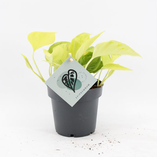 Epipremnum 25cm 12cm Pot