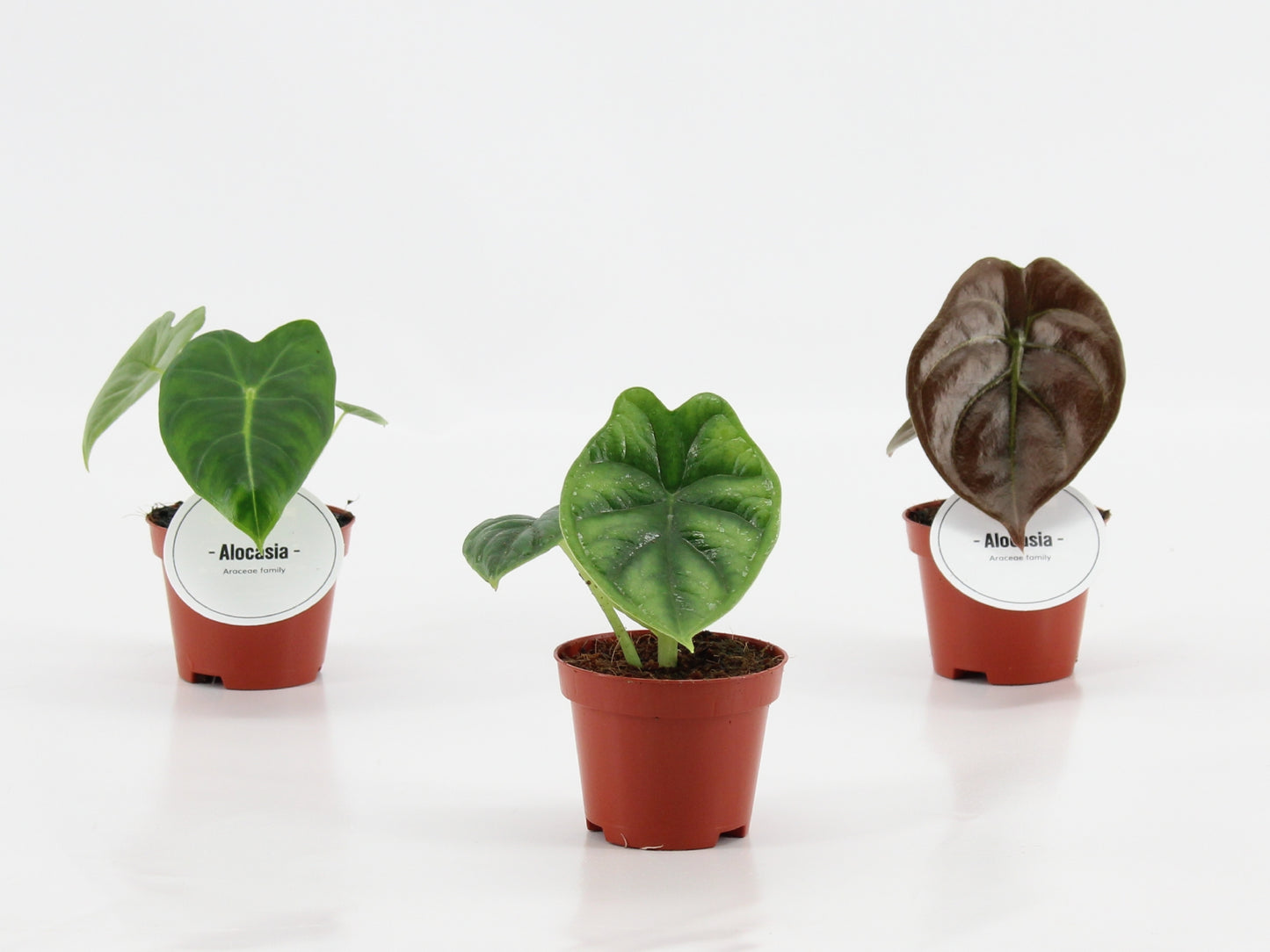 Alocasia mix 10cm 6cm Pot