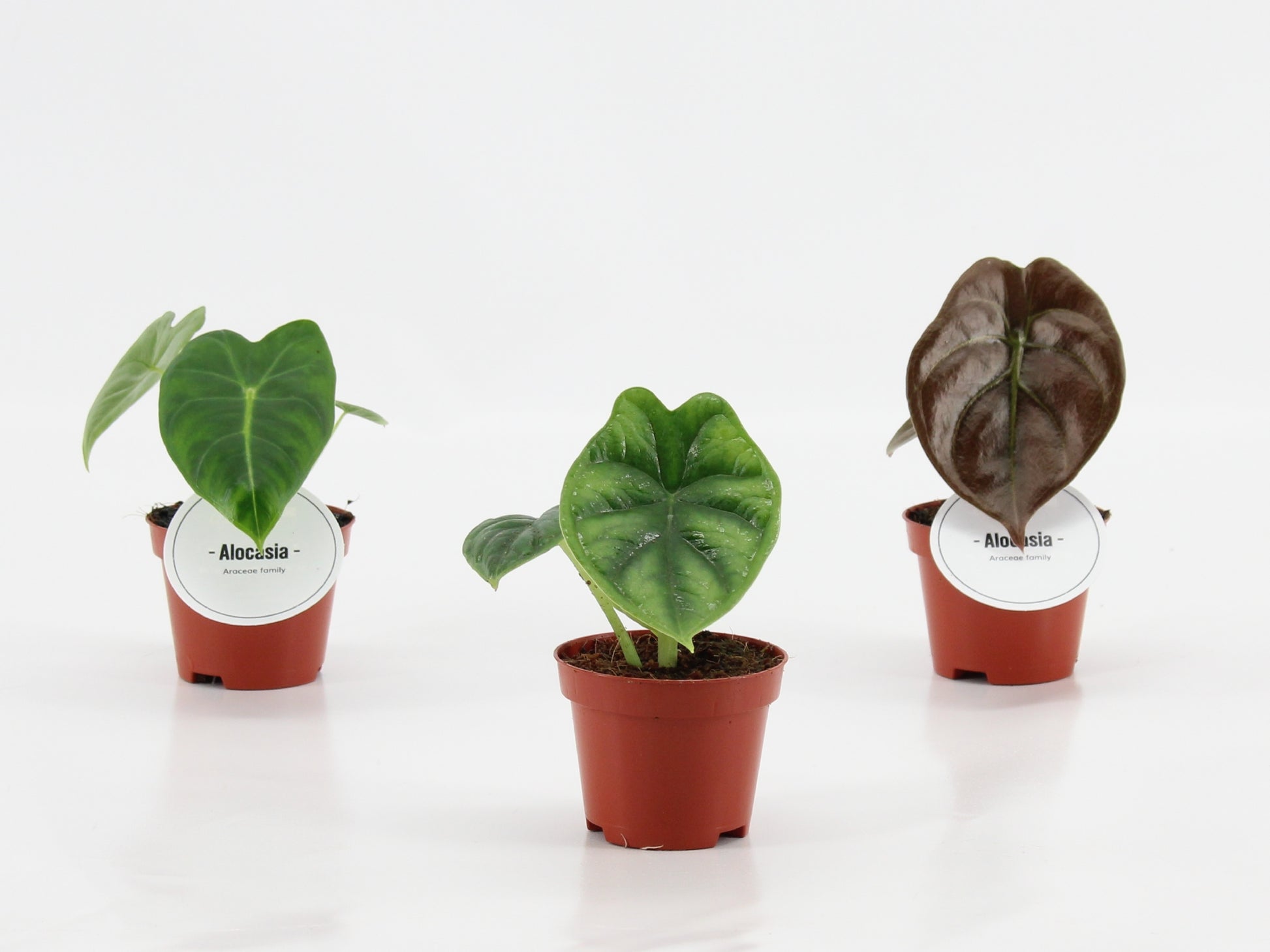 Alocasia mix 10cm 6cm Pot