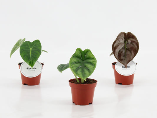Alocasia mix 10cm 6cm Pot