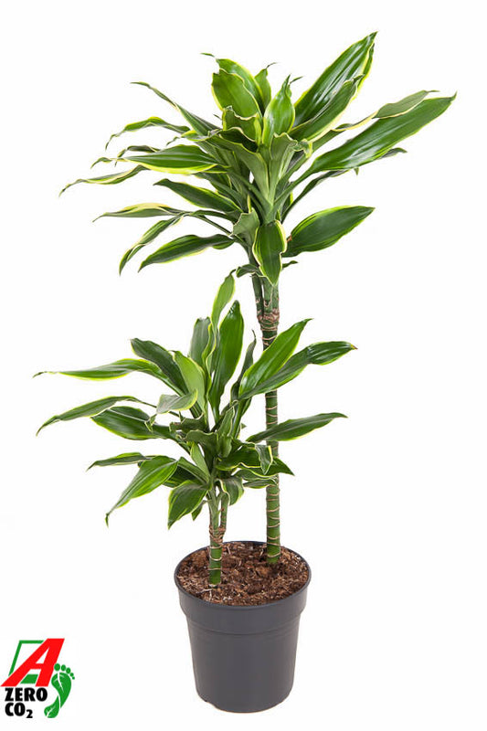 Dracaena fragrans Golden Coast 100cm 19cm Pot