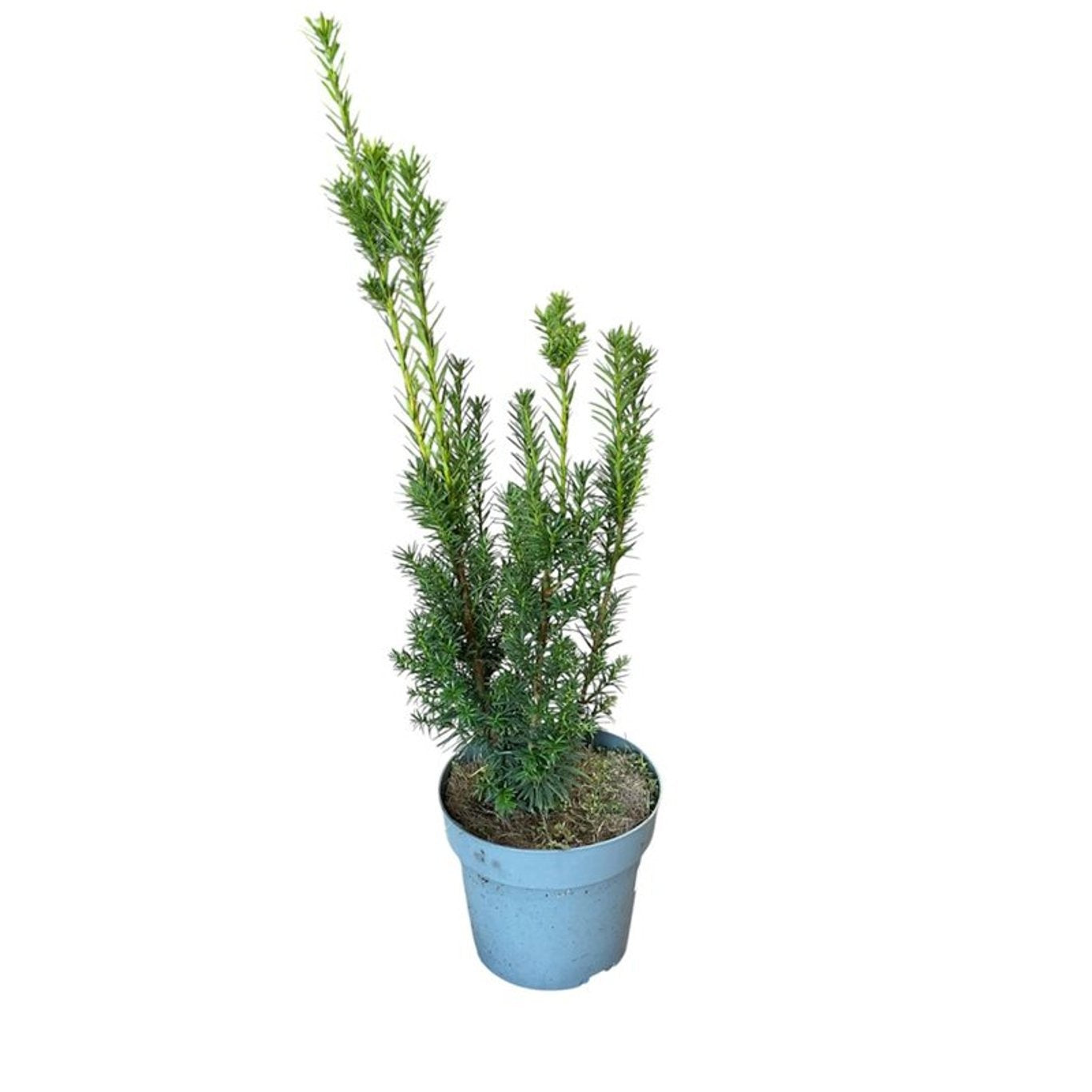 Taxus media Hicksii 60cm 21cm Pot