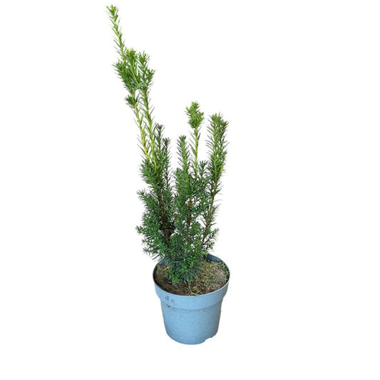 Taxus media Hicksii 60cm 21cm Pot