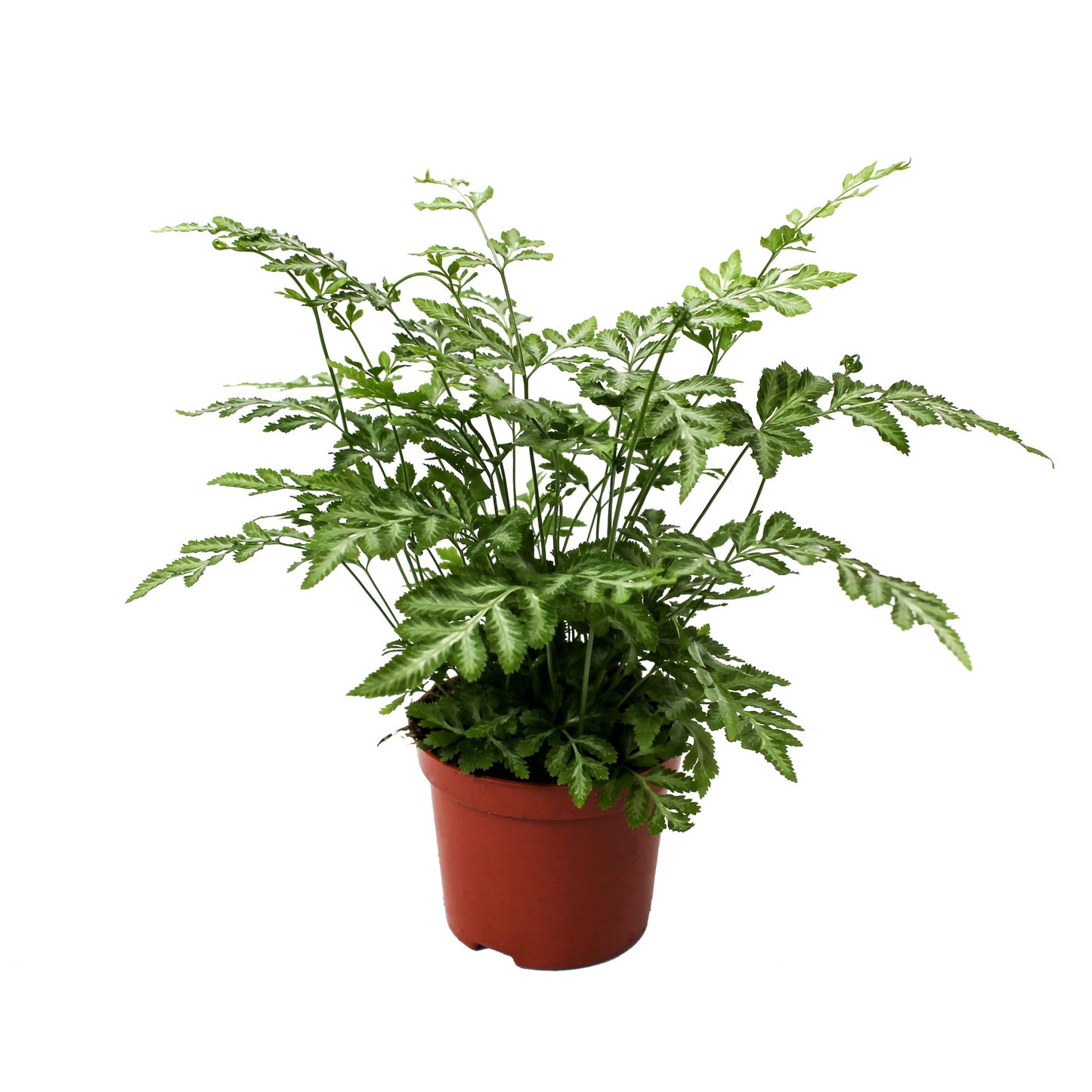 Pteris Evergemiensis 20cm Special Pot (508)