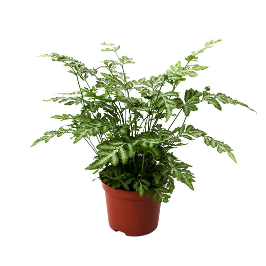 Pteris Evergemiensis 20cm Special Pot (508)