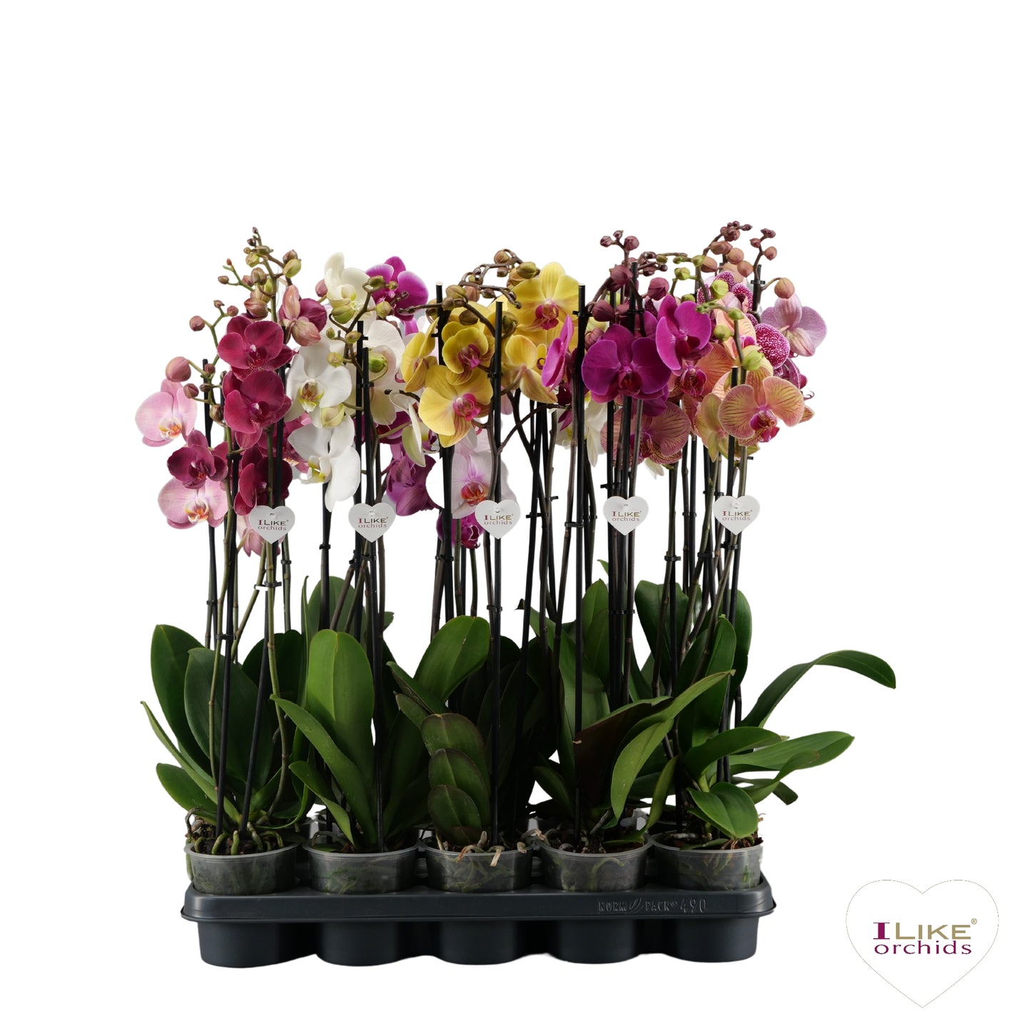 Levoplant BV Phalaenopsis mix Pack of 12