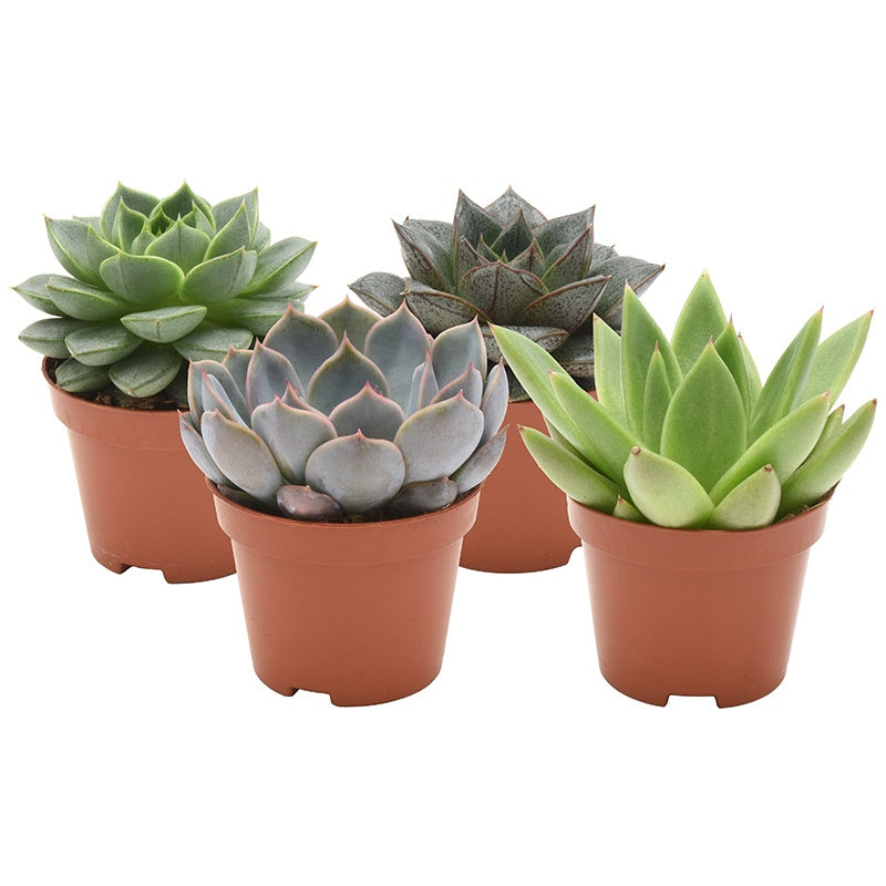 Echeveria mix 8cm 6cm Pot
