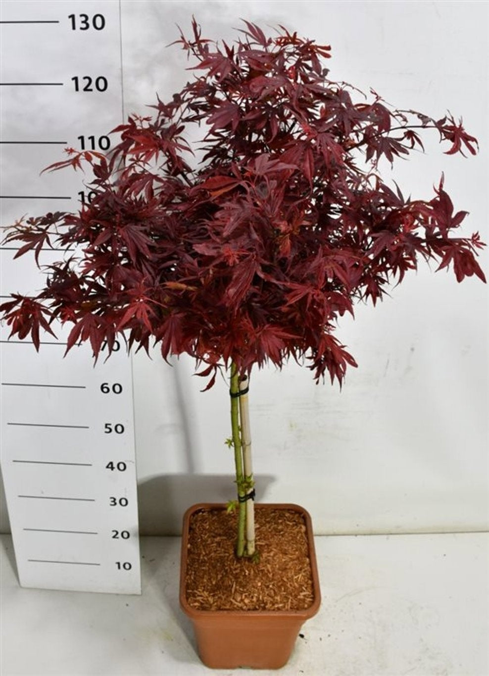 Acer Shaina 150cm 32cm Pot