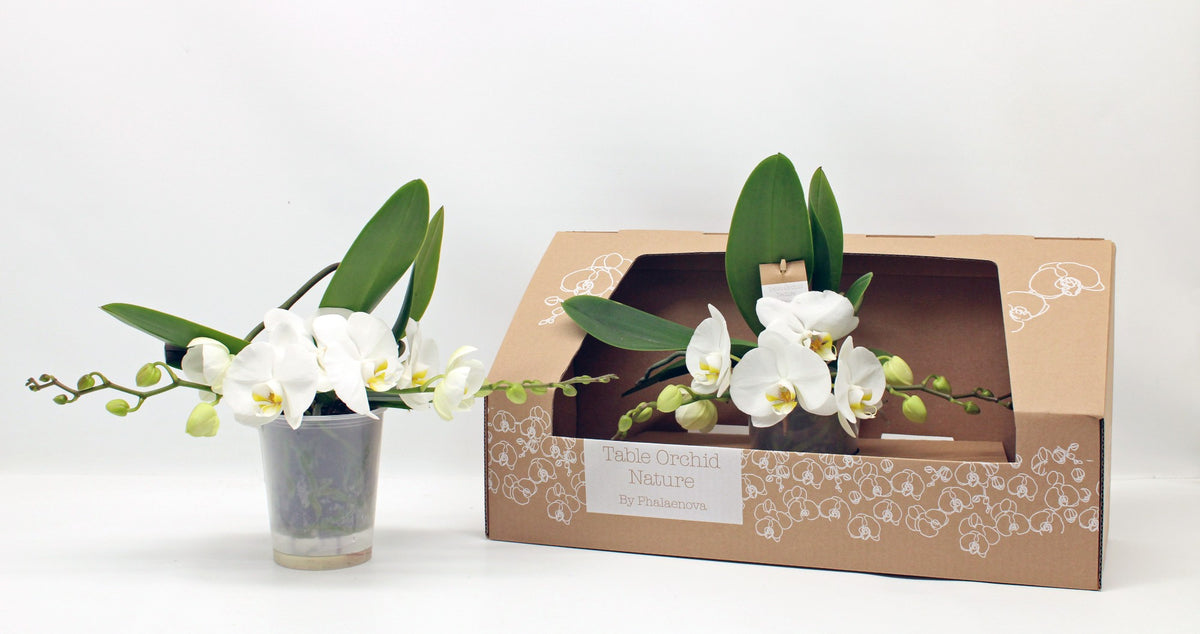 Phalaenopsis white 35cm 12cm Pot