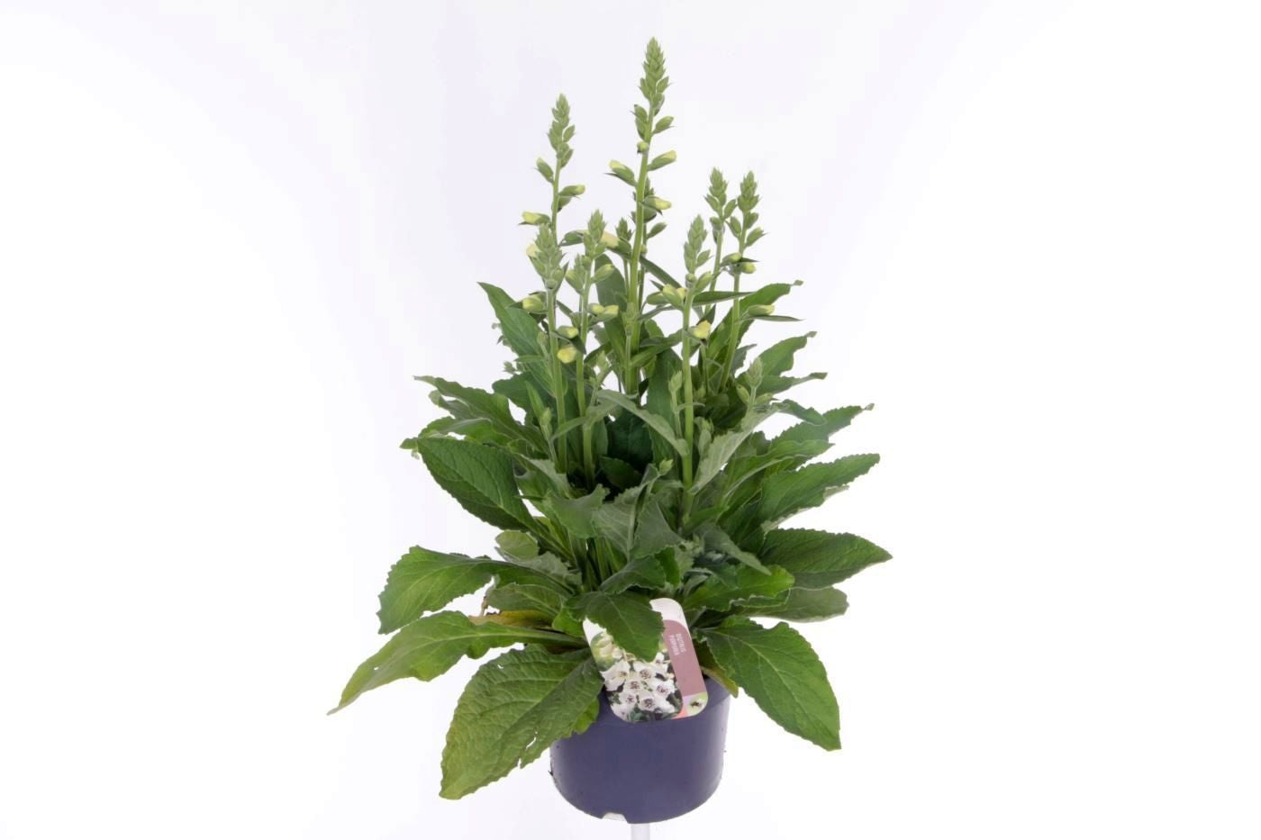 Digitalis pur. Hanabee White 60cm 17cm Pot