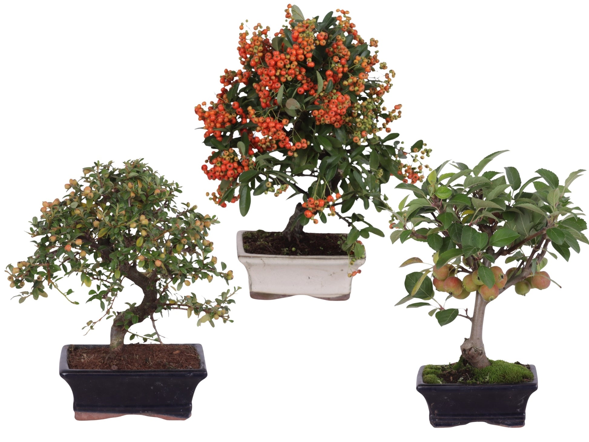 Bonsai mix (outdoor) 30cm 15cm Pot