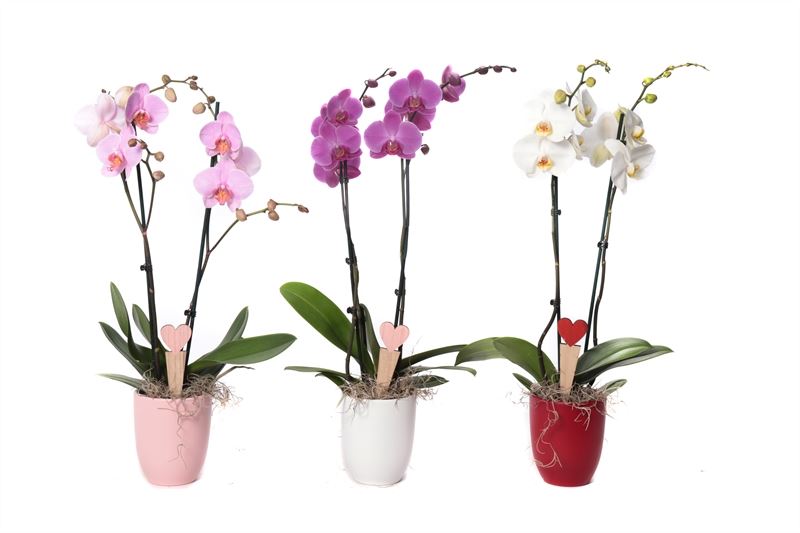 Phalaenopsis mix 55cm 12cm Pot