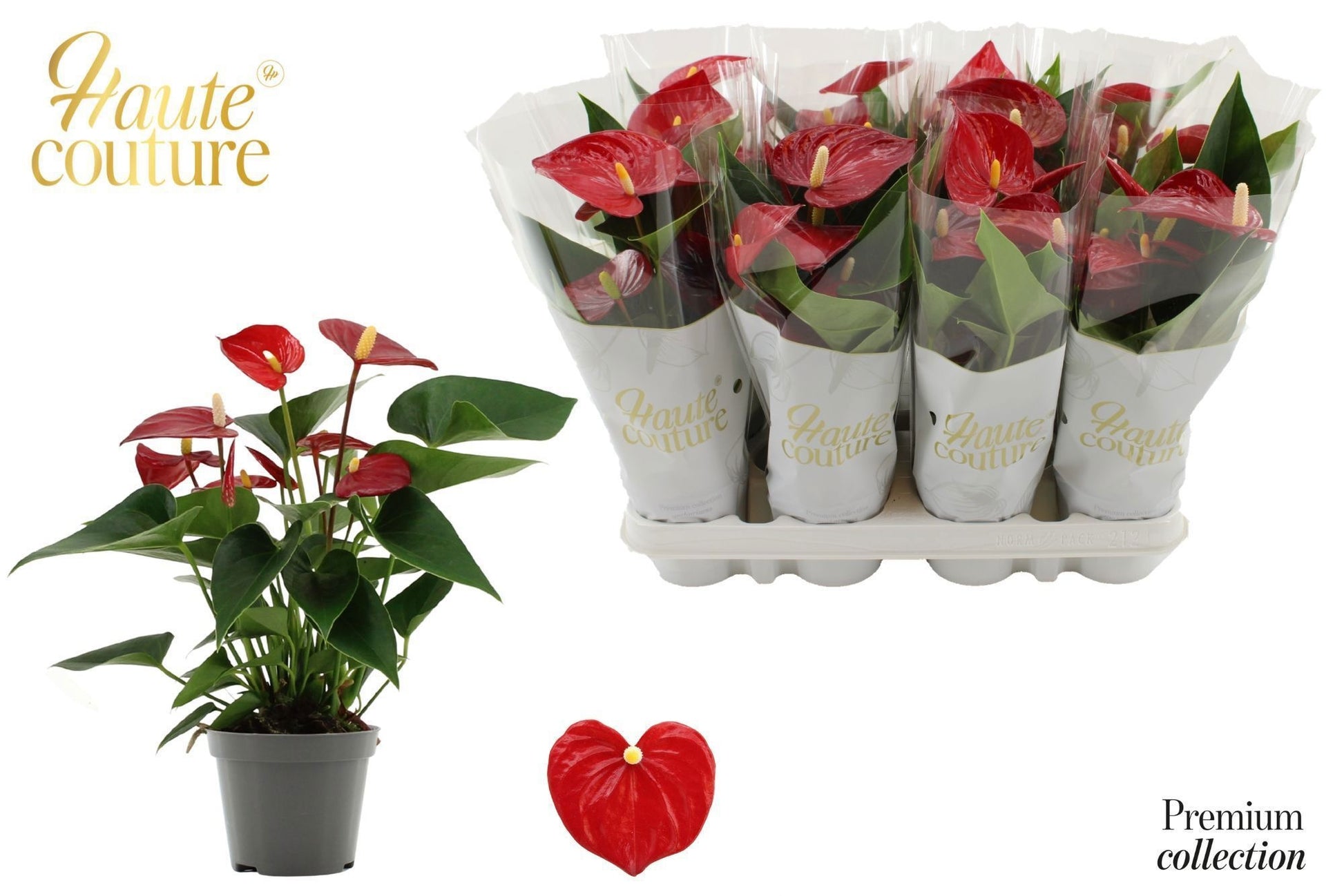 Anthurium Micra 29cm 9cm Pot