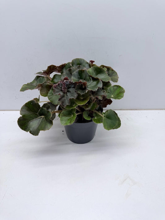 Begonia Black Jungle 30cm 15cm Pot