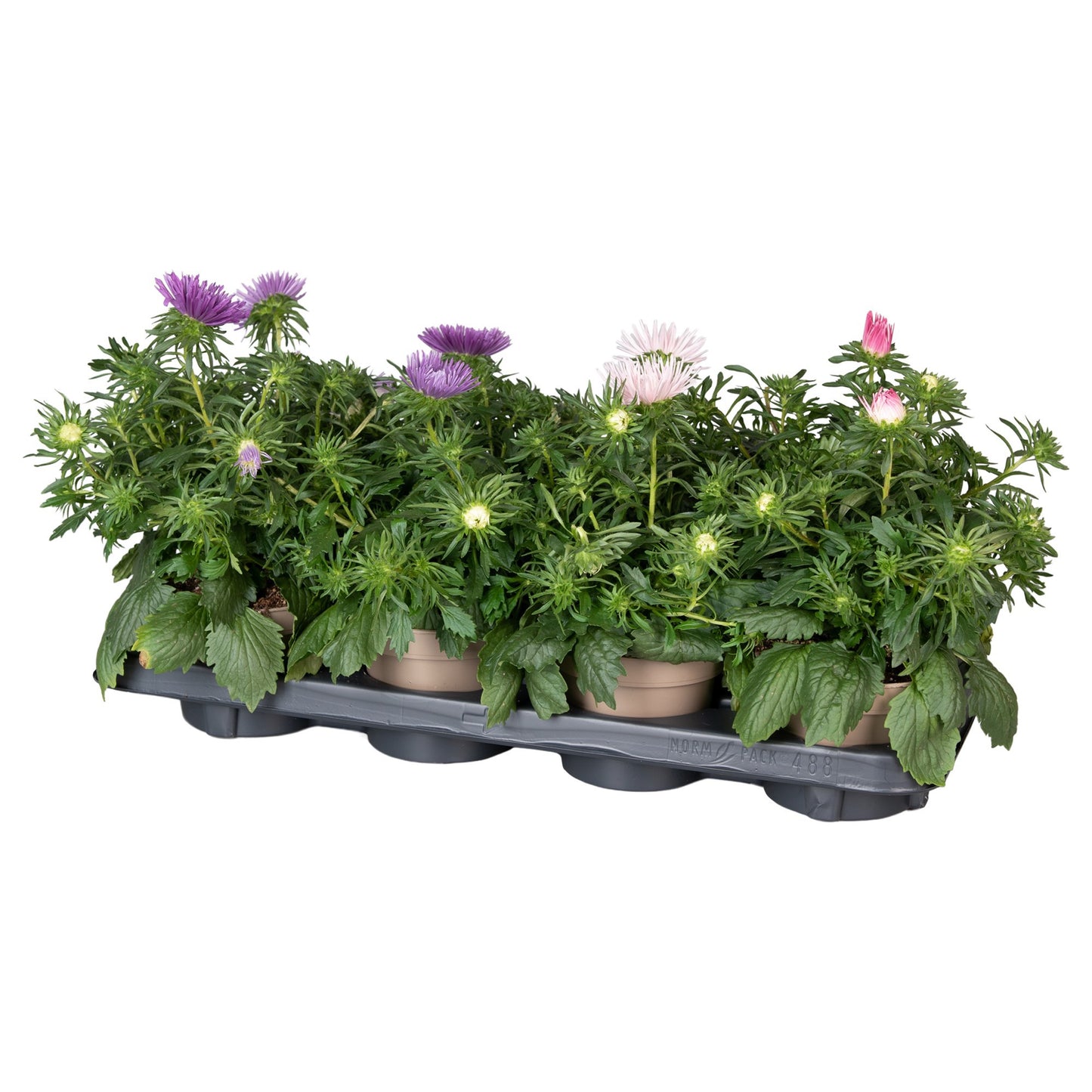 Callistephus chinensis 25cm 12cm Pot