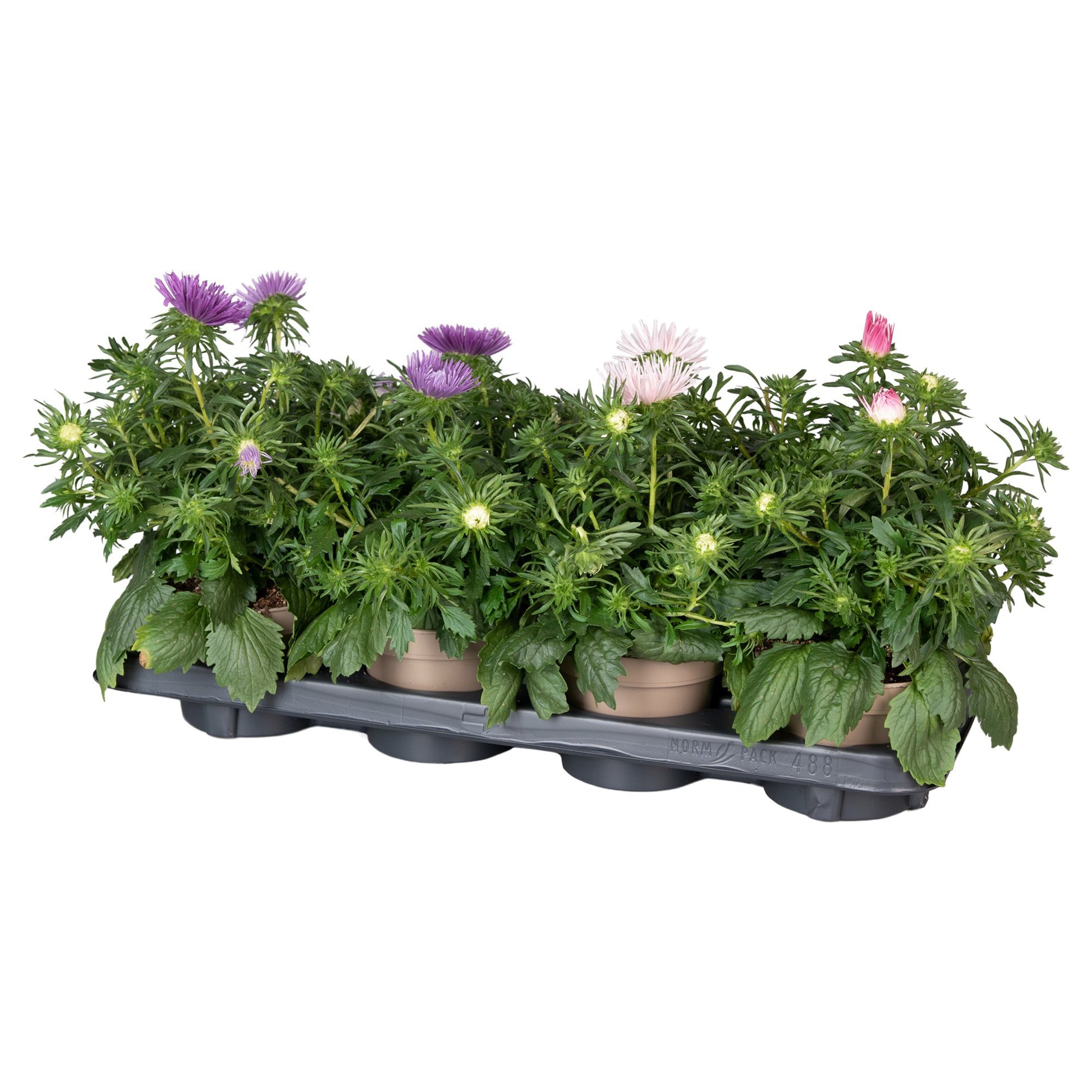 Callistephus chinensis 25cm 12cm Pot