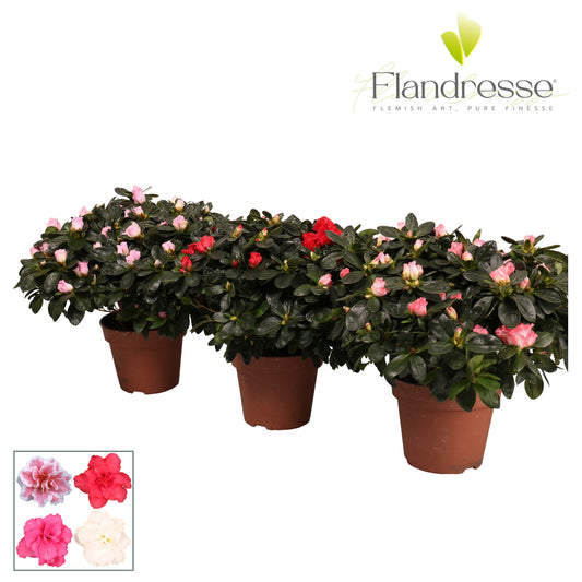 Rhodo. mix Azalea Flandresse 40cm 16cm Pot