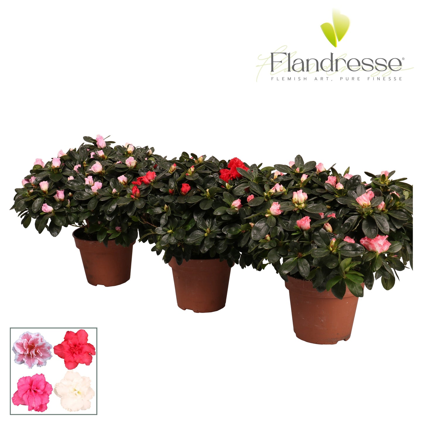 Rhodo. mix Azalea Flandresse 40cm 16cm Pot