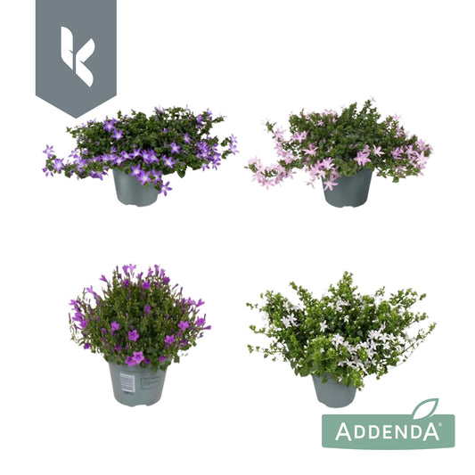 Campanula Addenda mix 25cm 15cm Pot