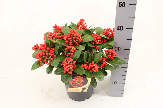 Skimmia japonica Obsession 40cm 19cm Pot