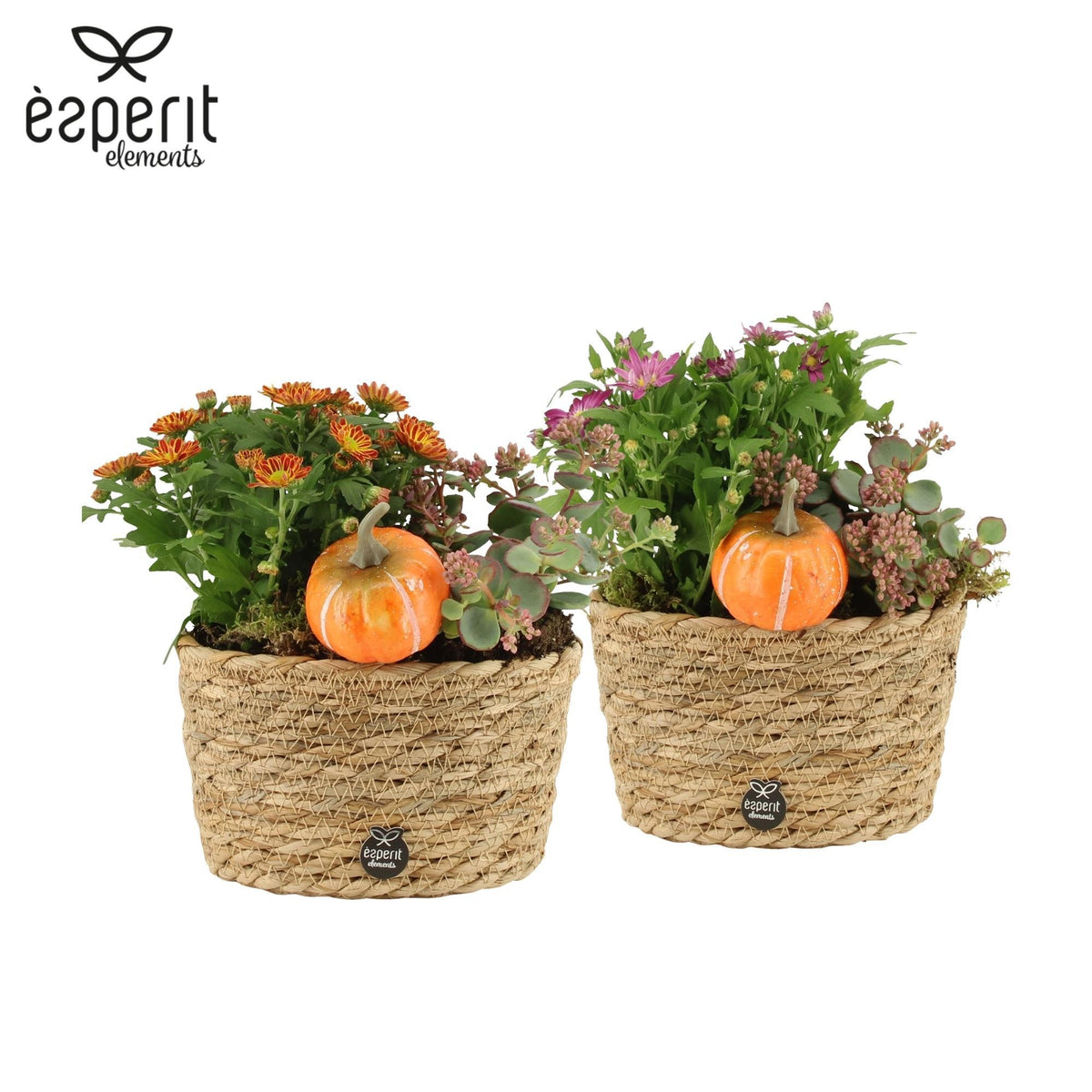 Outdoor arrangement 20cm 17cm Pot