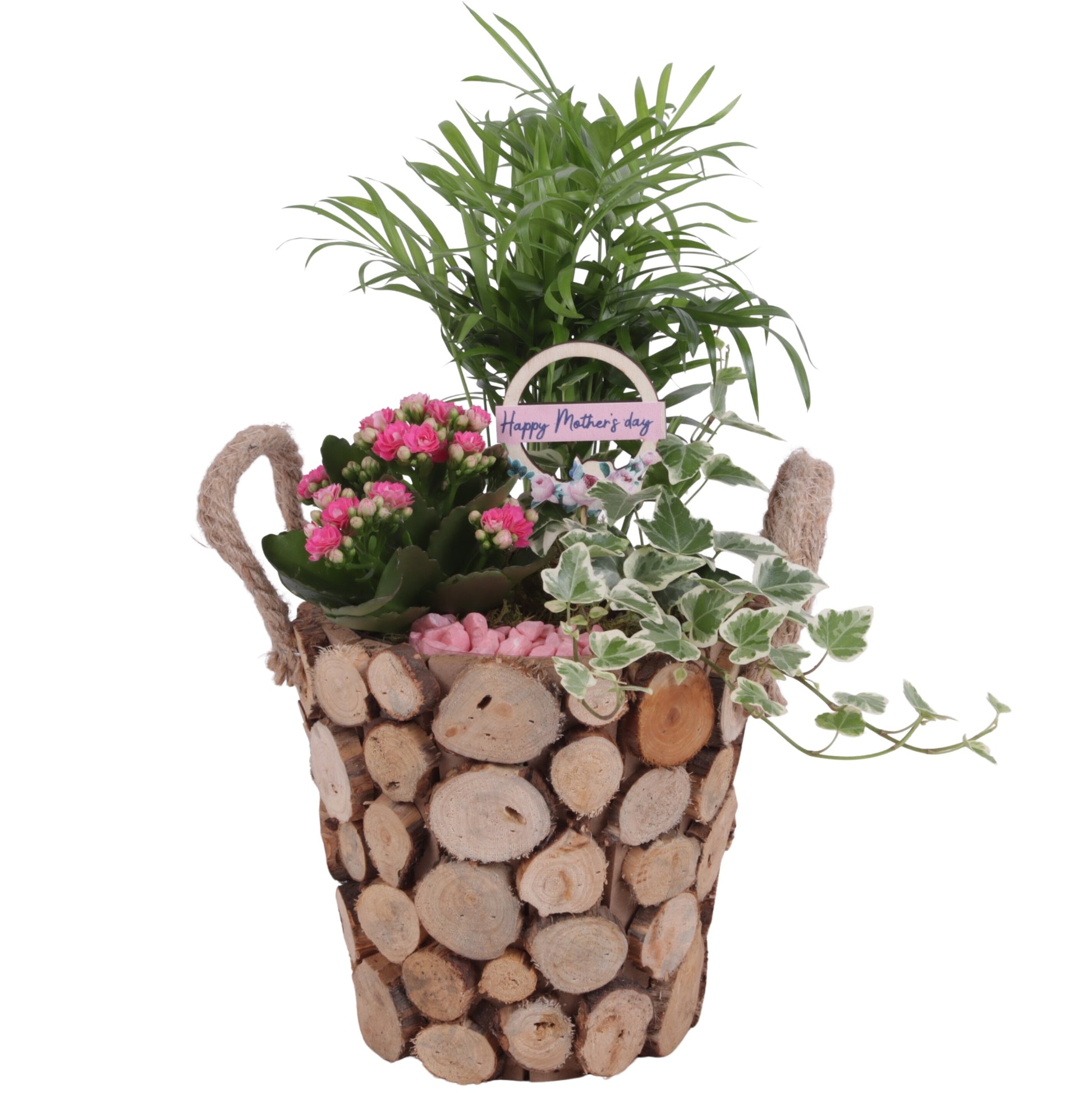 Indoor arrangement 35cm 20cm Pot